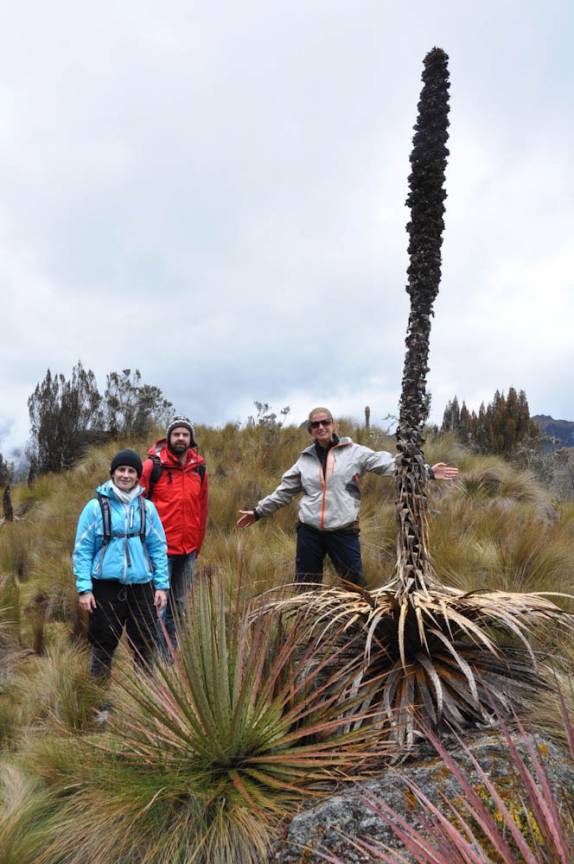 Uma enorme bromélia no Parque Nacional Cajas, na região de Cuenca, no Equador